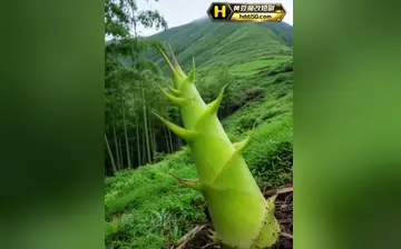 【包皮手术的术后诱惑】第1集